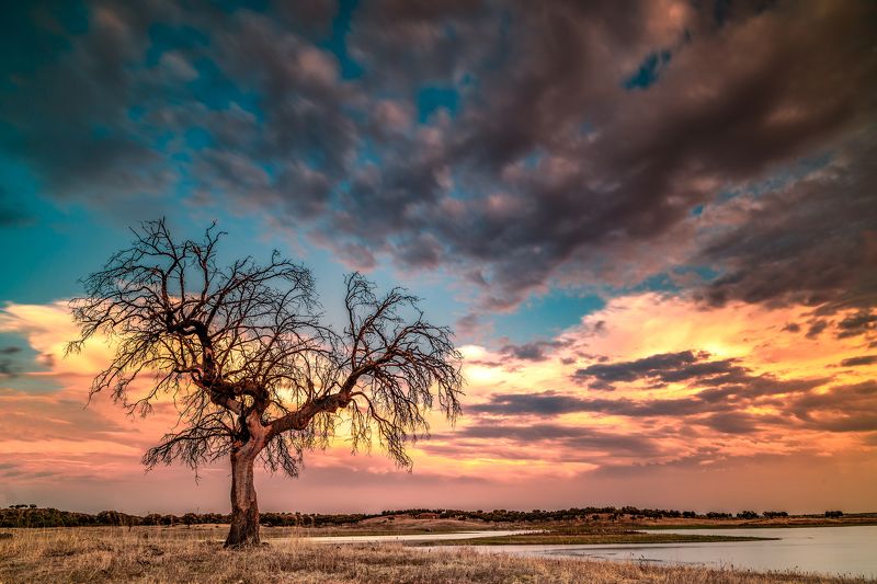 tree,sunset,lake,portugal,travel,lighthunter,lanscape,zeiss,nikond810,felix ostapenko,amazing view tree near the lakephoto preview