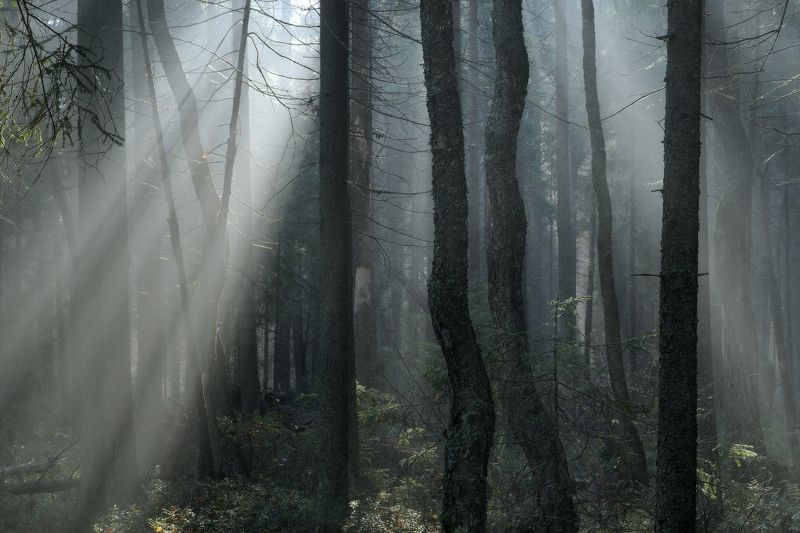 лес,осень,туман,ленинградская Луч светаphoto preview