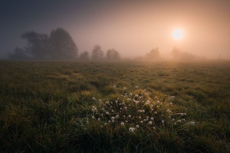river fog sun mist dawn poland podlasie biebrza dark mood wildflowers Biebrza never neverland...photo preview
