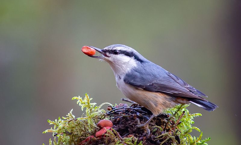 поползень,птицы,анималистика,север,печора,коми,осень Поползеньphoto preview