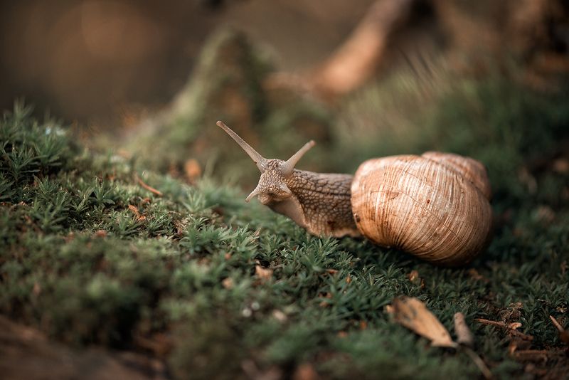 виноградная красоткаphoto preview