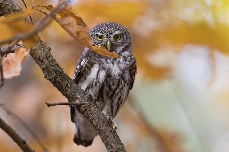 Нежданный  гостьphoto preview