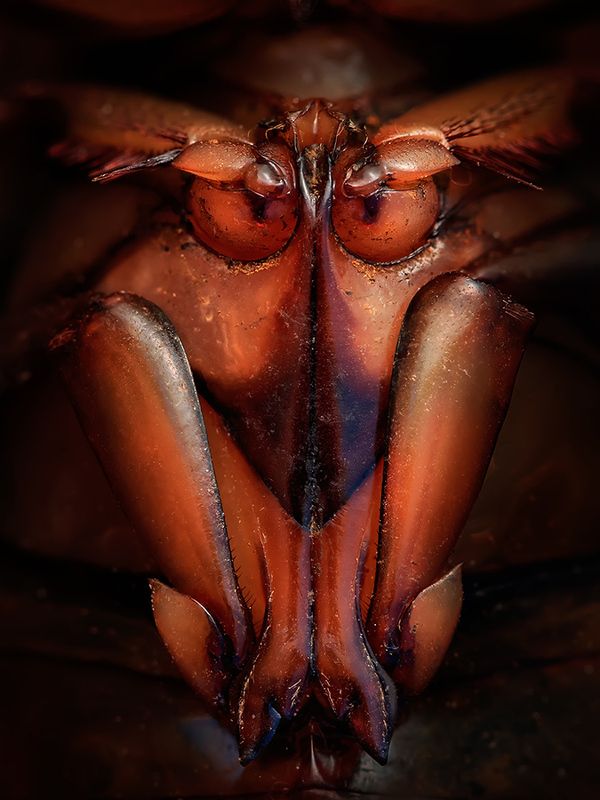 То ли буйвол, то ли бык, то ли турphoto preview