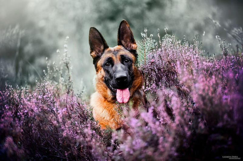 собака, природа, вереск, лес Нежностьphoto preview