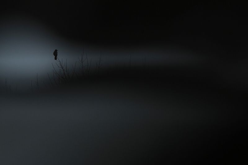 bird,wildlife,nature,landscape,tree,scene,crow,birds,wild,beauty,winter,garden,amazing,scenery The Land of Darknessphoto preview