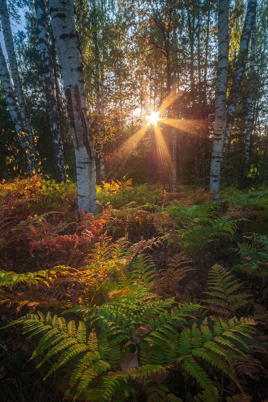 Осенний ковёрphoto preview