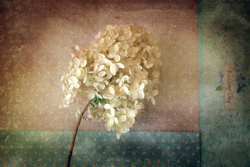 сезон дождей, гортензия цветет... фото превью