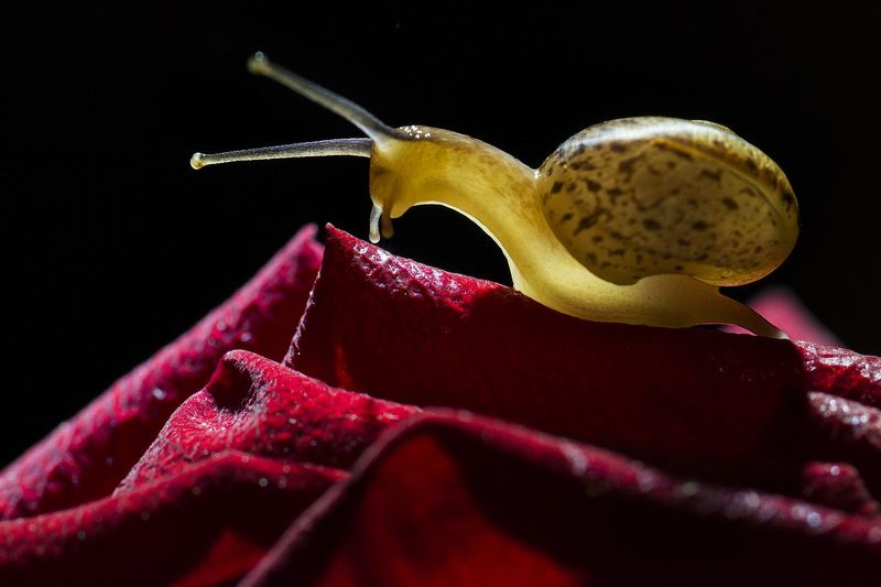 улитка, роза, макро Бархатное путешествие.photo preview