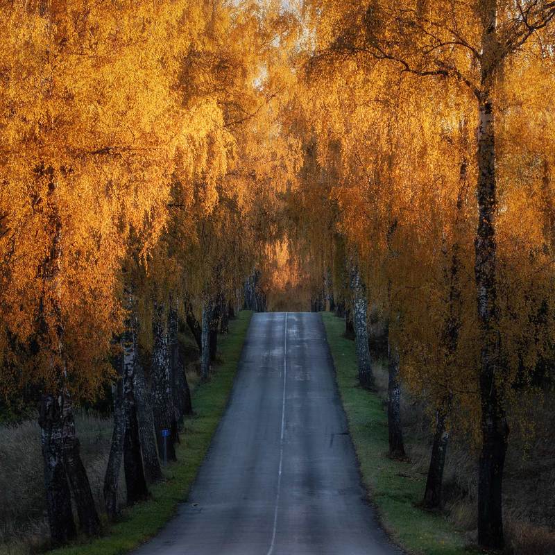 Березыphoto preview