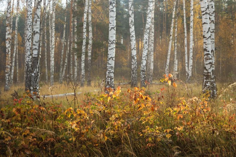 малина береза утро туман осень Малина с березойphoto preview