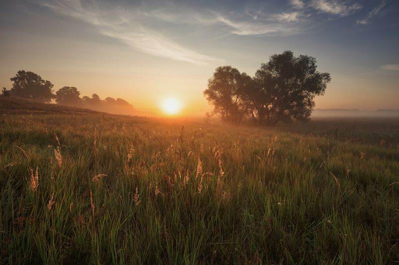 2018, россия, калужская область, август, лето, поле, деревья, трава, утро, пейзаж, облака, солнце, туман Утро августаphoto preview