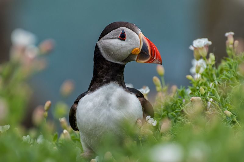 Puffin, Ireland, Saltee, Islands, Ocean, Atlantic The Puffinphoto preview