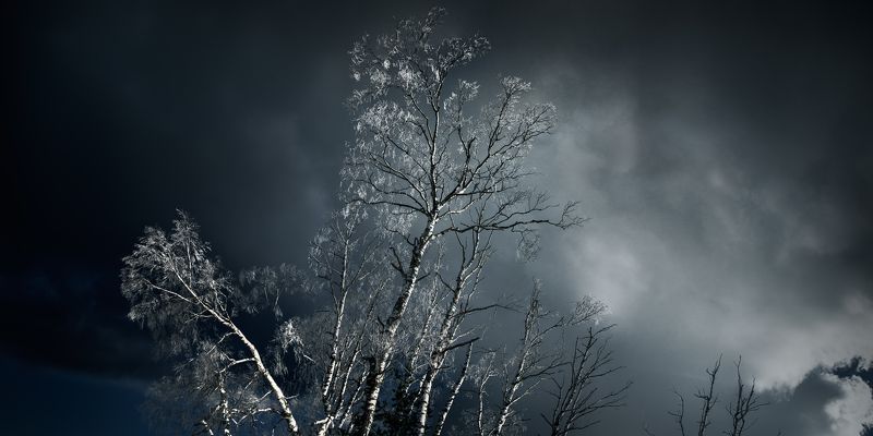 forest, birch, winter, serbia, nature, outdoor, storm , cold, snow, panorama, лес, береза, зима, сербия, природа, на улице, буря, холод, снег, панорама, White islandphoto preview