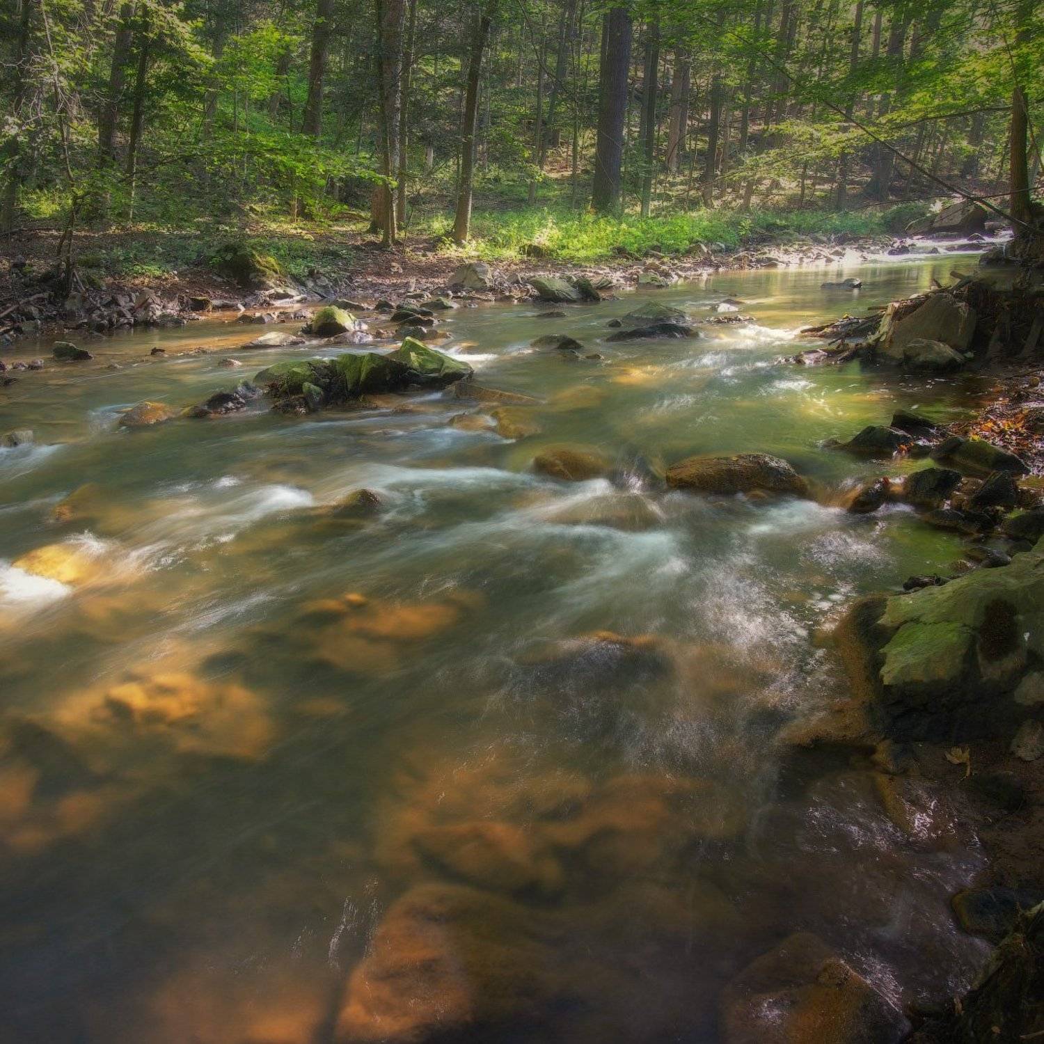 Утро на реке. Автор: Виктор Тулбанов река, пейзаж, силезия, польша, river, landscape, silesia, poland, olympus, forest, лес, Виктор Тулбанов