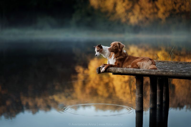 природа, утро, собака утро на озереphoto preview