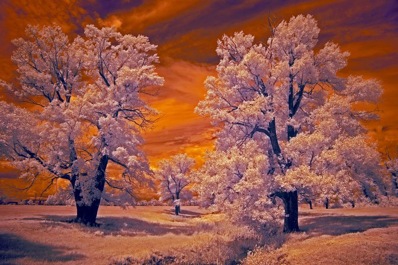 infrared, southural, orenburgregion, Олег_Грачёв, Oleg_Grachev, IRreal world 21photo preview