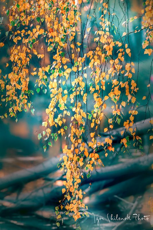 осень, листья, берёза photo preview