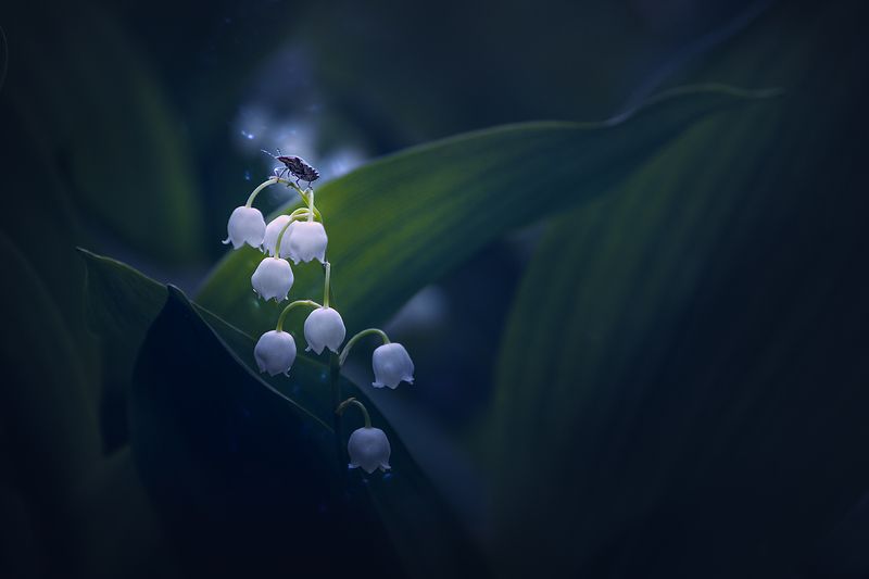 moment, момент, beautiful, красивый, nature, природа, beauty of nature, красота природы, macro, макро, canon 55-250, magic, волшебство, flower, цветок, spring, весенний, lily of the valley, ландыш, insect, насекомое, night, ночь, Ночной дозор.photo preview