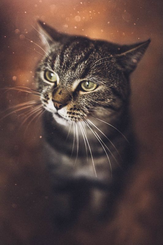 Шустрикphoto preview