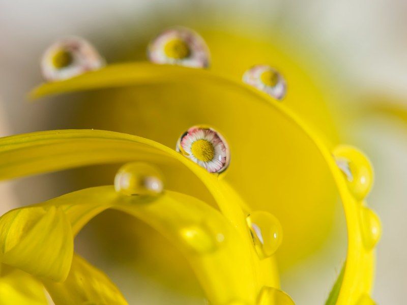 каплиphoto preview