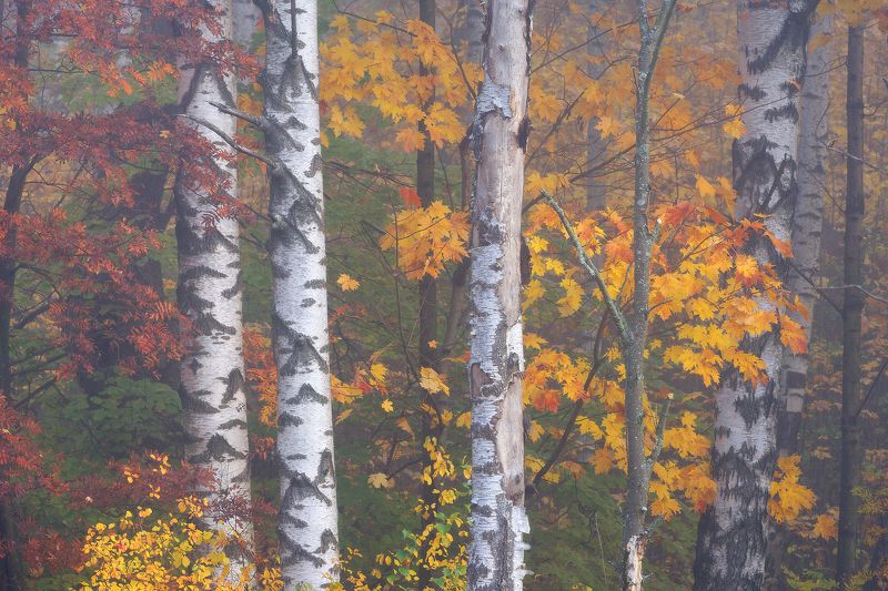 лес,осень,туман,ленинградская Фрагменты осениphoto preview