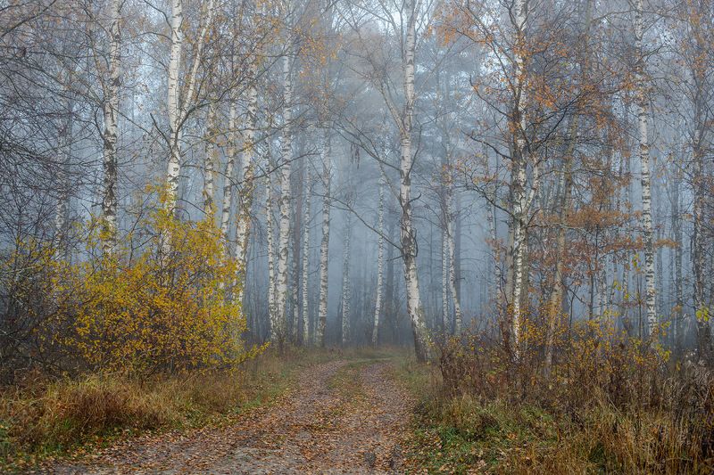 утро туман опушка лес Предвкушениеphoto preview