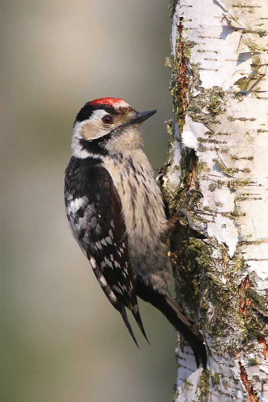 bird,wildlife,nature,tree,birch,color,beautiful,scene,woods,scenery,birds,wild,beauty,forest,spring Lesser spotted woodpeckerphoto preview