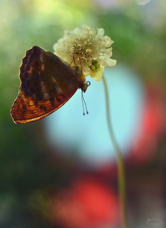 Na dobranoc...photo preview