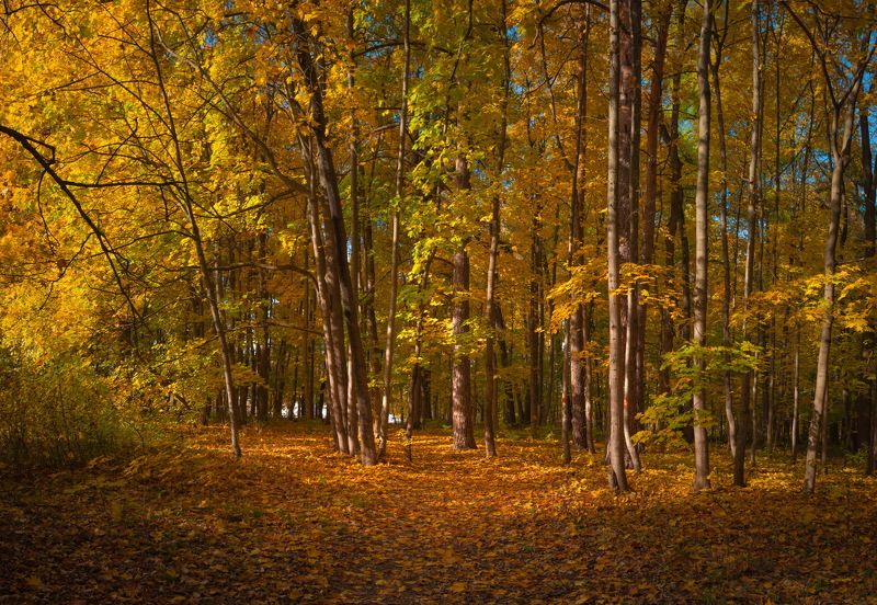 Настала осень золотаяphoto preview