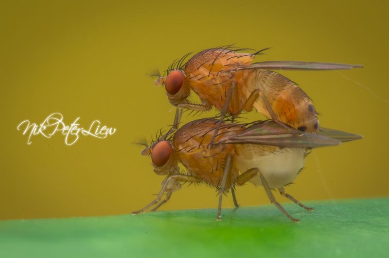#Macro #Fruits Fly #NPL Diffuser #Nature Mating of Fruits Flyphoto preview