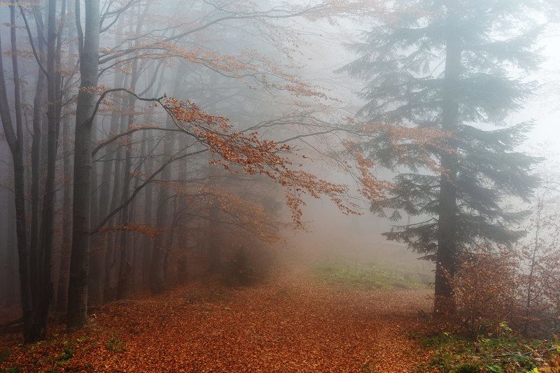 Autumn fairy talephoto preview