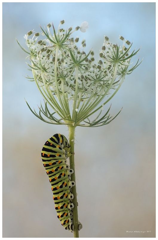 macro nature butterfly All Time Highphoto preview
