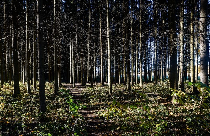 Вечер в сосновом лесуphoto preview