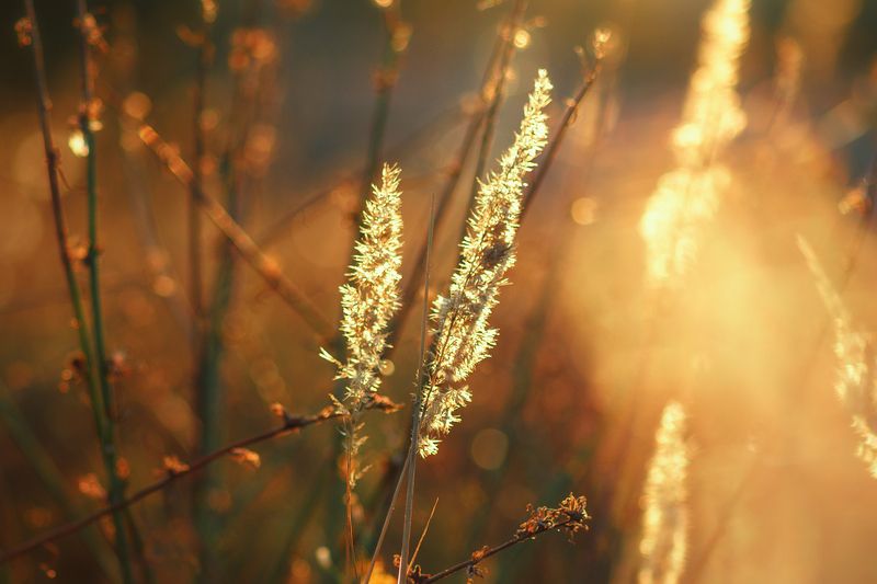 moment, момент, beautiful, красивый, nature, природа, beauty of nature, красота природы, outdoors, macro lens, tokina 100, bokeh, боке, grass, трава, spikelets, колоски, autumn, осень, autumntime, осенний, light, свет, warm, теплый, Солнце блики заплело в сухие травы…photo preview