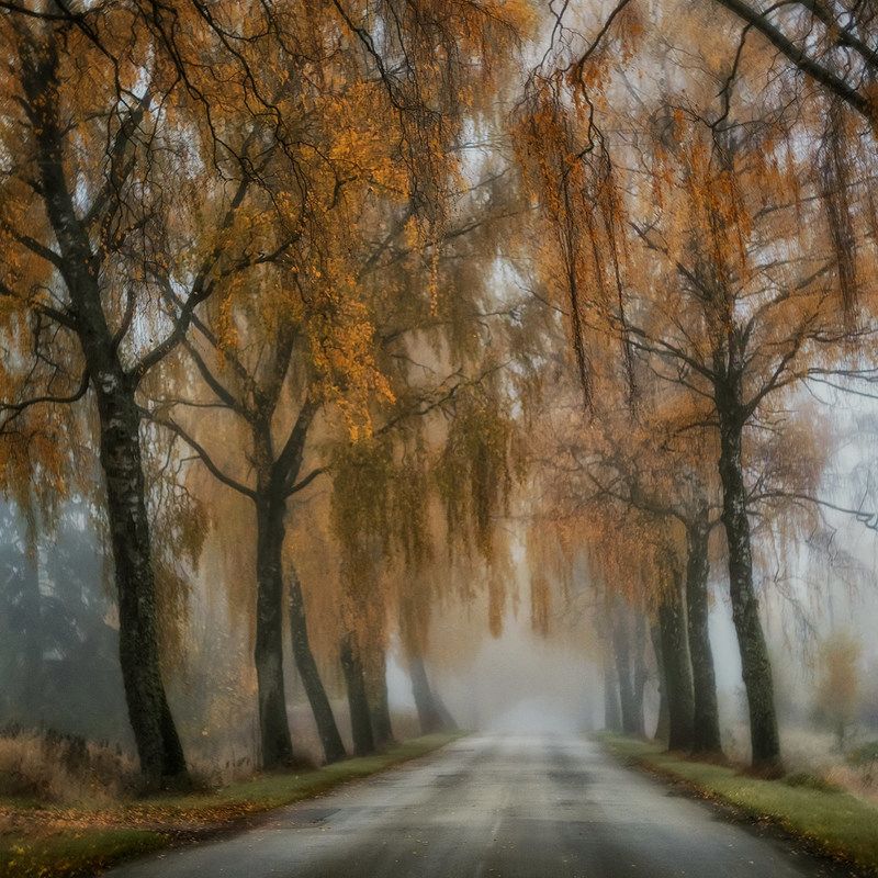 Birch Roadphoto preview