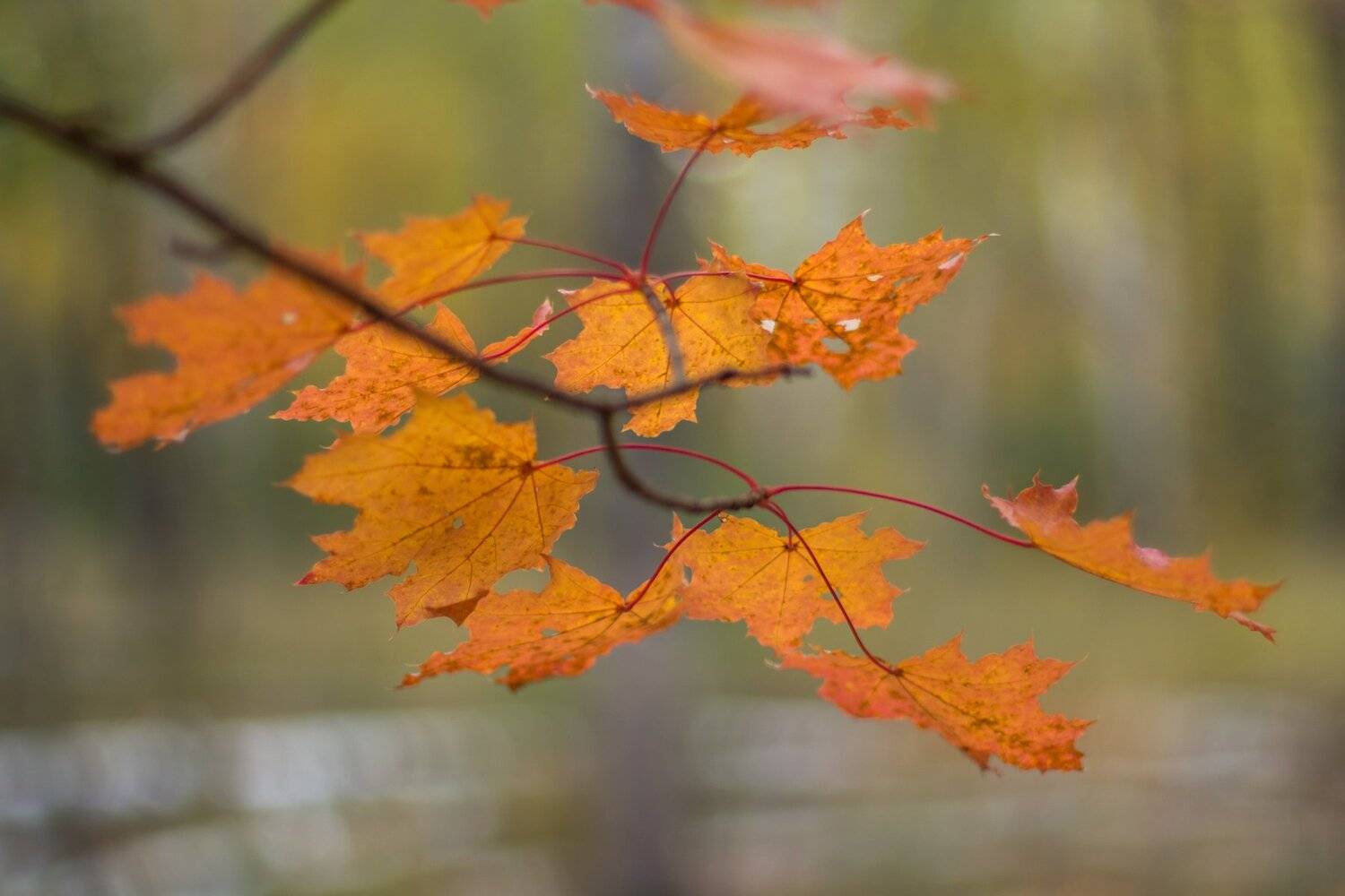 , Руслан Востриков