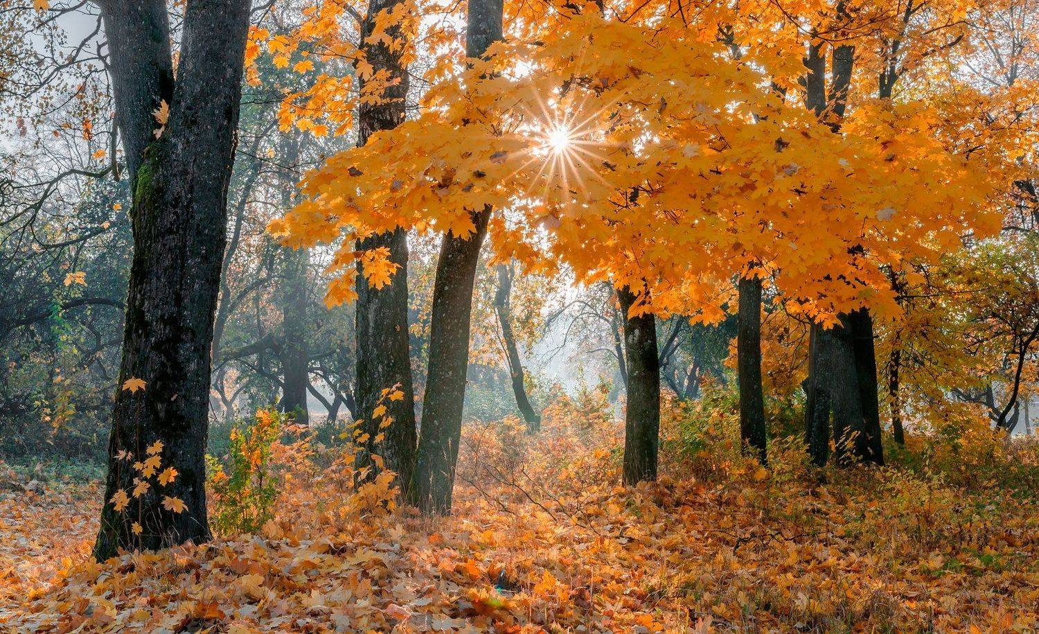 , Руслан Авдевич