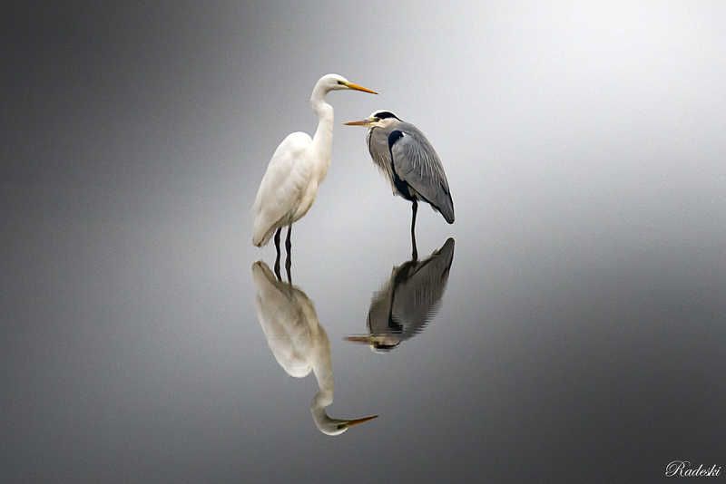 A couple of friendsphoto preview