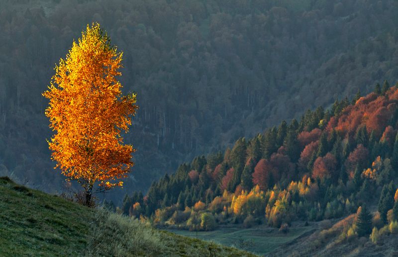 карпаты,	осень, утро, горы, берёза С солнцем обвенчана...photo preview