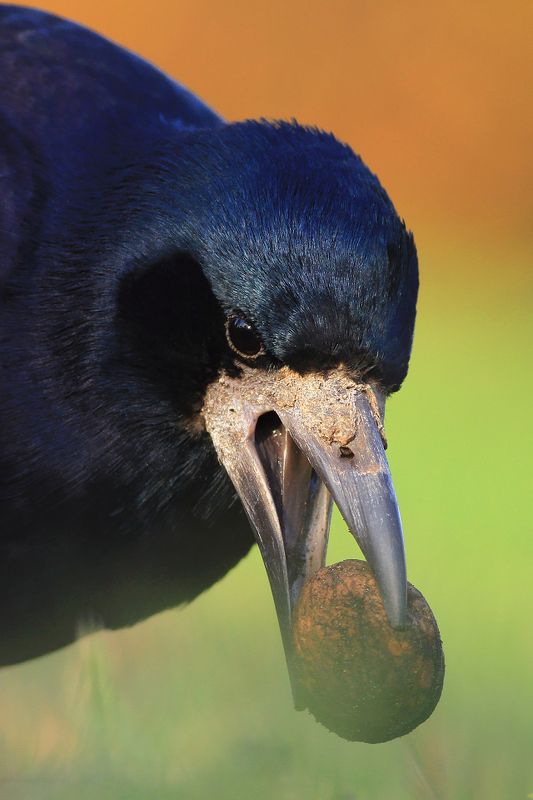 bird,orange,green,wildlife,nature,color,beautiful,scene,woods,scenery,autumn,wild,beauty,forest,birds,natural,nut Walnut loverphoto preview