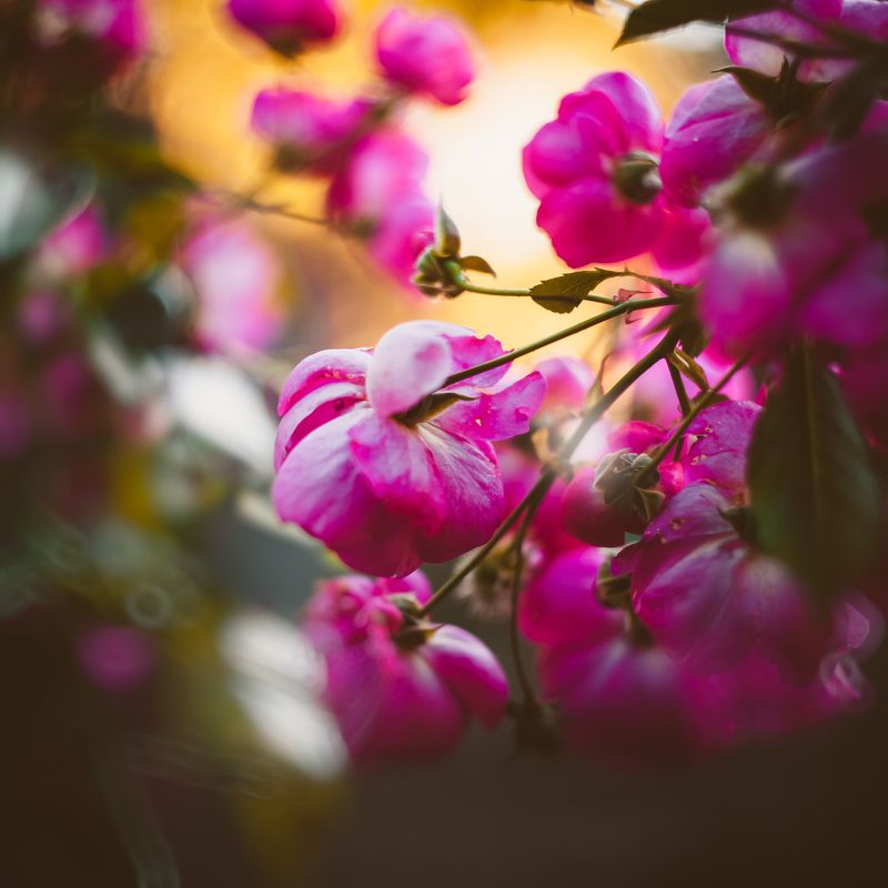 природа, цветы, боке Осенняя флораphoto preview