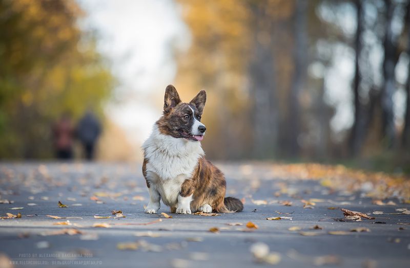 корги собака вельш корги кардиган ***photo preview
