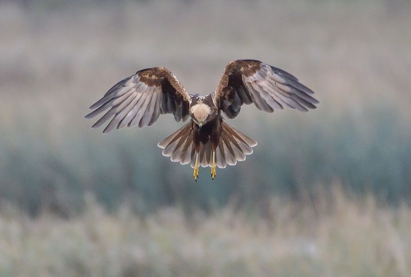 Feathersphoto preview