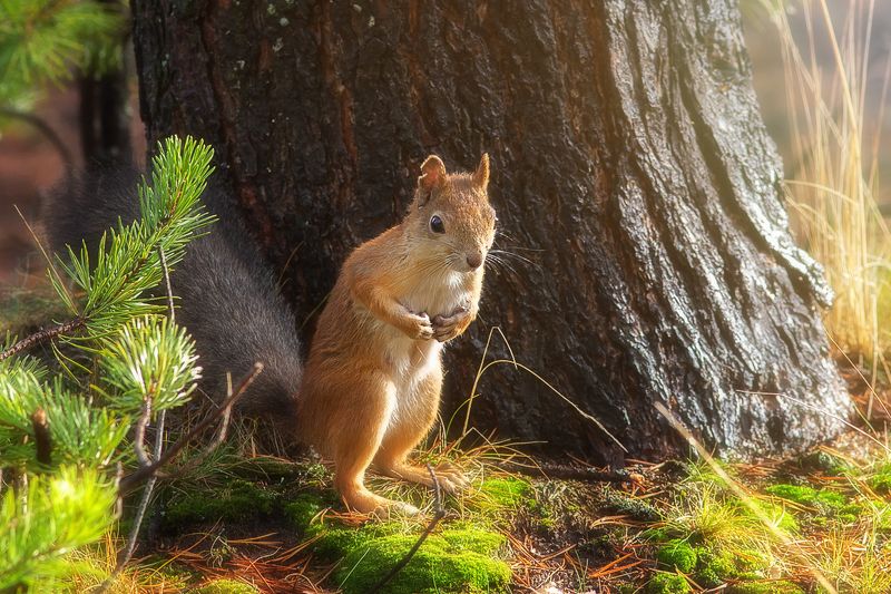 белка,белки,осень,север,природа,коми,животные Просто белкаphoto preview