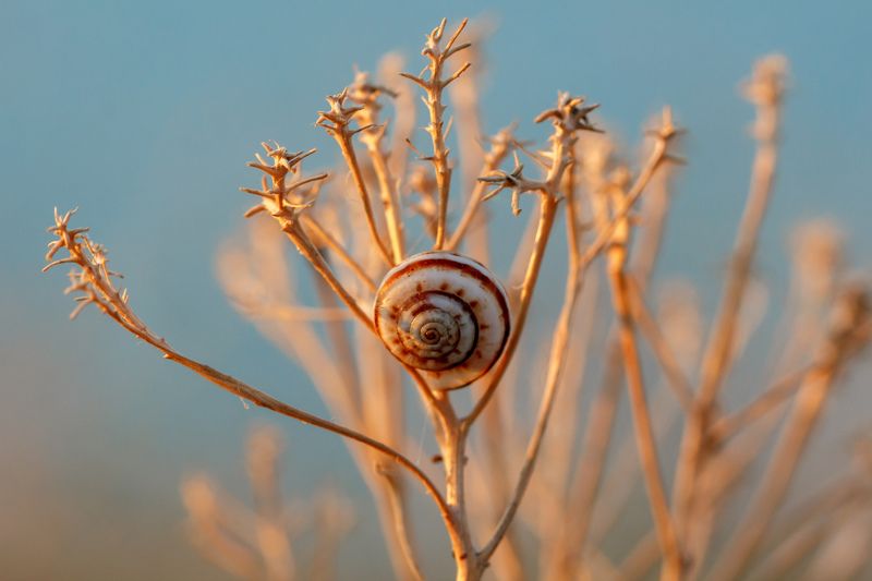 улитка, макро, закат, раковина Сон улитки на \