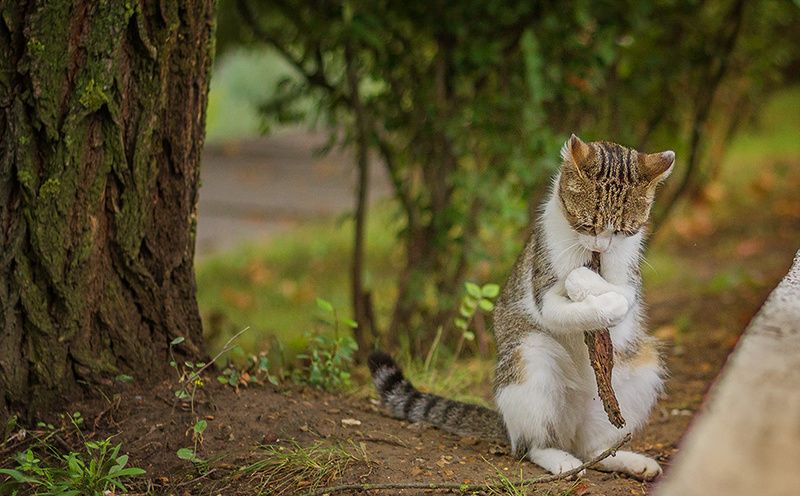 Дзен и бренность бытия.photo preview