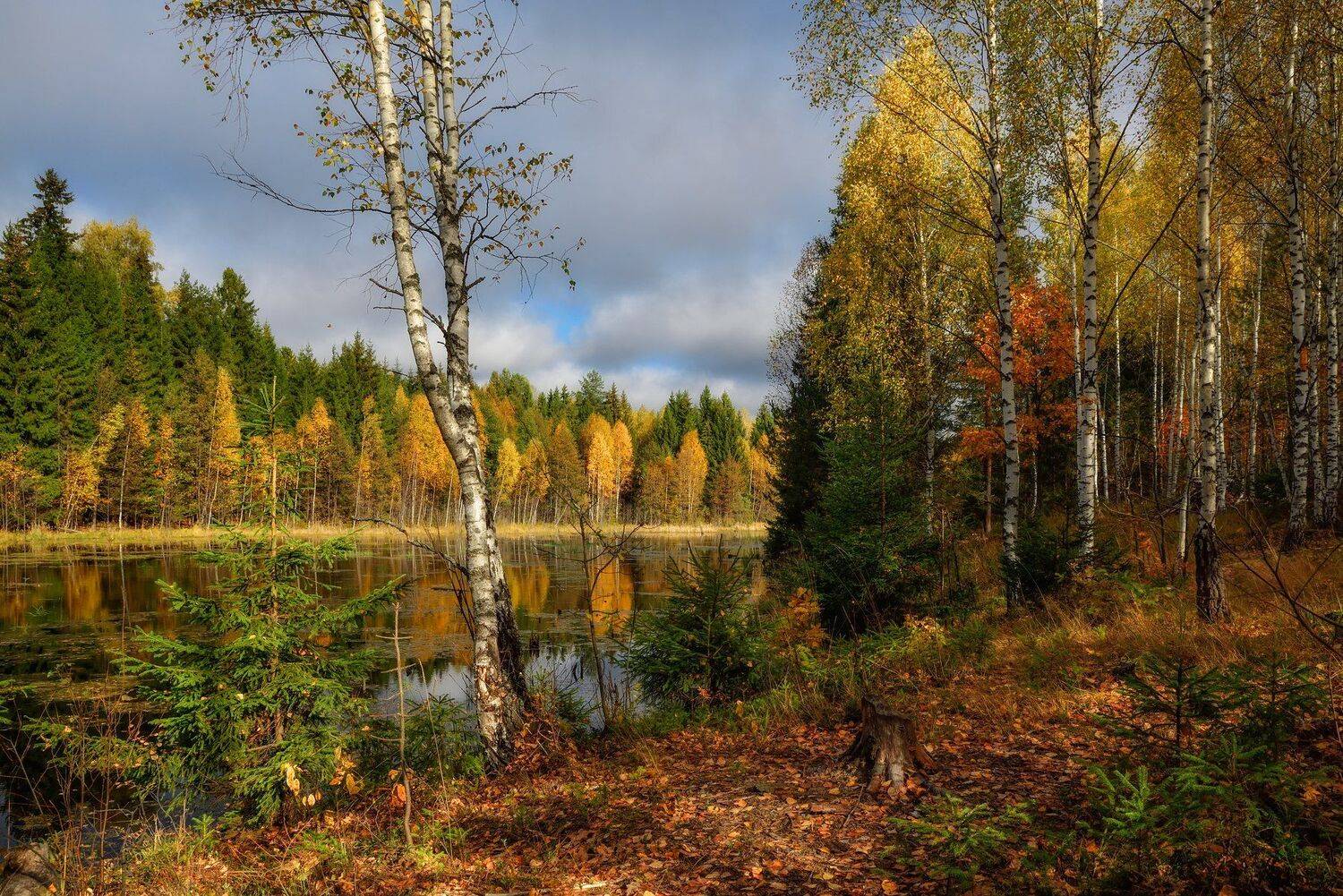красочная осень. Автор: Виталий Полуэктов , Виталий Полуэктов