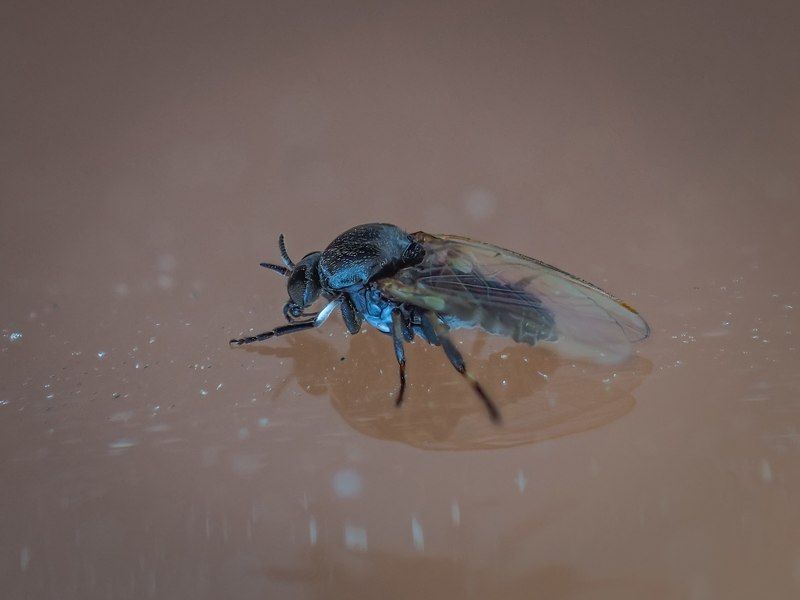 Радость северного летаphoto preview