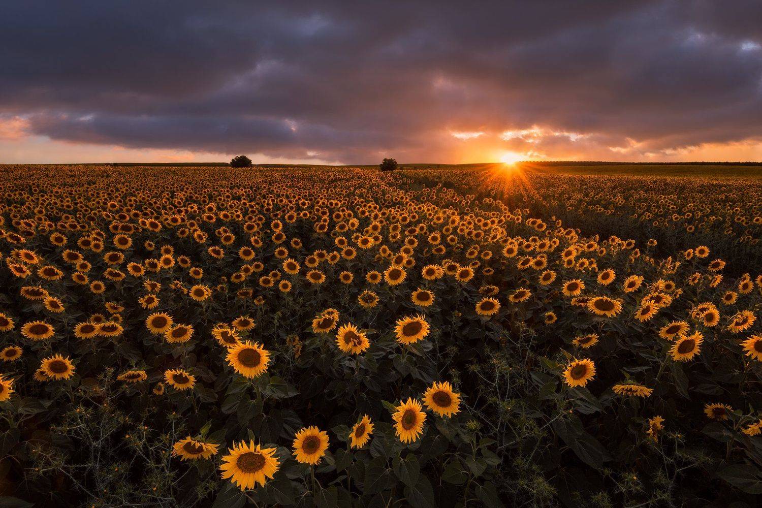 Summer, Alentejo, Portugal, Europe, Hugo, S&oacute;, Nikon, D810, Sunset, Sunflowers, Hugo S&oacute;