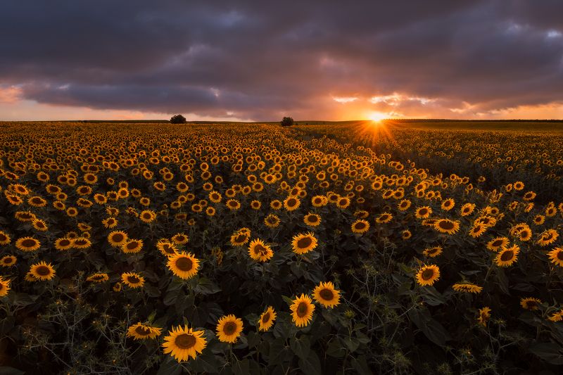 Summer, Alentejo, Portugal, Europe, Hugo, Só, Nikon, D810, Sunset, Sunflowers BONANZAphoto preview